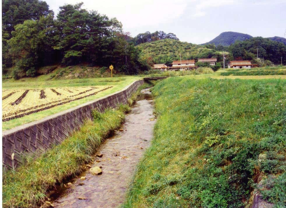 Andrias japonicus Habitat 3 